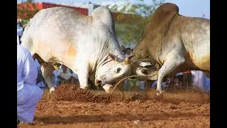 Traditional Bull Fighting