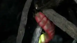 Mysterious Glow. (California Pink Glowworms.) June 2011.