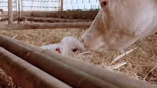La vaccination des mères en élevage allaitant