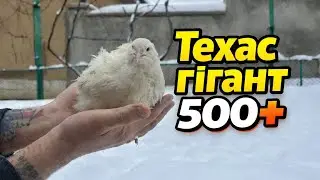  Маточне стадо 500+ 