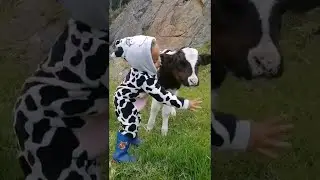 Little Girl Sings To Baby Calf || ViralHog