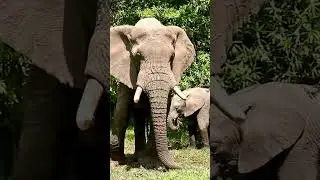#elephant #wildlife #nature #animals #elephants #elephantlove #elephantlife #elephantworld