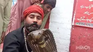Aaj humne jogi🫣 ko pakad liya saamp ne bacche de diye Hain😱 black cobra 🐍