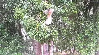 Koalas in my backyard