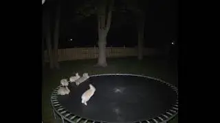Let the rabbit jump🐇