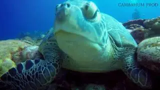 Plonger en juin 2016/île de La Réunion/Gopro/Cam&Rhum Prod