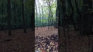 #fox#nature#forest#mylife#love#loveanimals#animals#лиса#лес#жизнь#парк