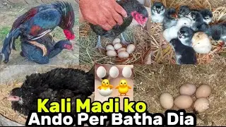 Murgi Ko Ando Per Kaisa Bathna Chia ? 🤨 || AH Pets World || #foryou #viral #trending 
