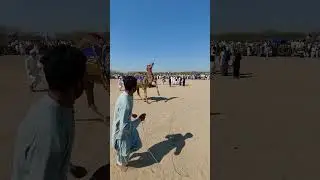 #drivermunda #camel_racing #cameldance#dailyrutinvlog
