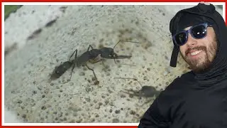 Ces fourmis asiatiques ont morfl&eacute; ! (Harpegnatos venator)