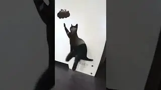 Hoiiru Cat Wheel by Kowka Indonesia (Vertical Video)
