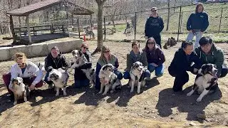 Australian shepherd litter mates reunite for 1st birthday