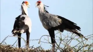 P&L's African Adventure Tanzania Birds