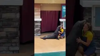 Demonstrations of strength and agility of the Sealion. #seaworld #conservation #funandeducational