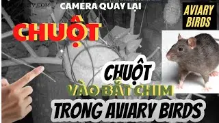 CHUỘT V&Agrave;O BẮT CHIM TRONG AVIARY BIRDS