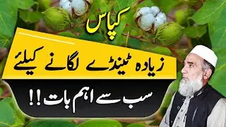 How to achieve maximum yield of cotton crop || Crop Reformer