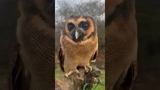 Up-Close with Wood Owl!