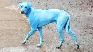 The Worst Effects of Pollution On Animals!