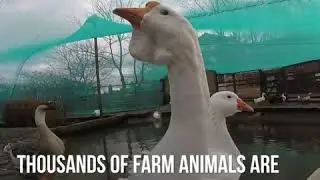 FurzAid - Supporting Farm Animal Rescue.