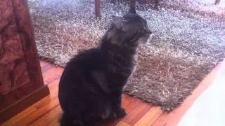 Cat is crying like a baby