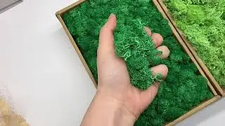 20/40g Artificial Green Plants Eternal Life Moss Grass Home Living Room Garden Decoration Mini Land