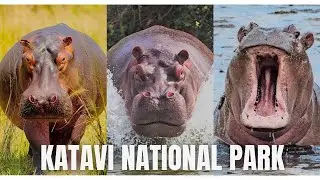 DISCOVER ICONIC KATAVI NATIONAL PARK|TANZANIA NATIONAL PARKS|NEXT DESTINATION