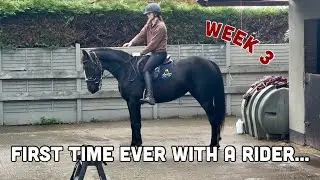 GETTING ON MY UNBROKEN HORSE // Breaking Delphi Week 3