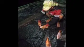 Pesta strike kapmer