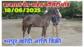 18th June 2025 Chawni Horse Market | Mandi me a rahe hai Quality bacche