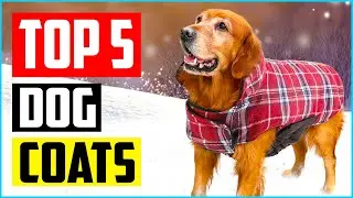 Top 5 Best Waterproof Dog Coats in 2022 Reviews