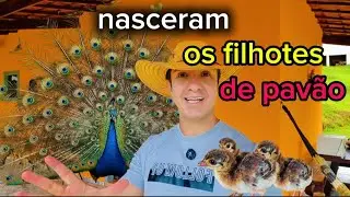 A Pavoa Não Chocou…😱 Mas Os Pavões Nasceram! #Pavão #VidaNaRoça #natureza #filhote #aves 