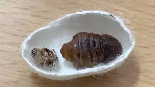 Silkworm pupae dried : mulberry bivoltine silkworm