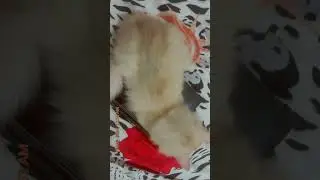 CAT GAMES - Catch the , Mice, Ants, Strings, Butterflies | Video for Cats I CAT & DOG TV
