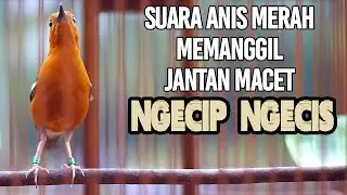 SUARA PANGGILAN ANIS MERAH NGECIP NGECIS 100% AMPUH MERANGSANG GACOR ANIS MERAH BISU