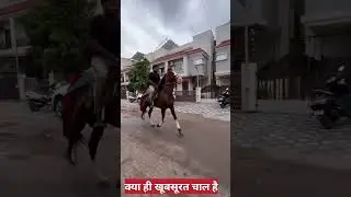 #horseridding #horse #horsefan #youtubevideo #youtubeshort #youtubevideos #skyhorse