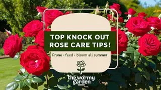 How to Care for Knock Out Roses in May | Zone Flower Gardening Guide