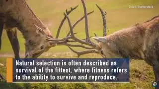 Charles Darwin's Theory of Evolution