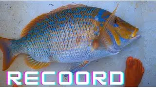 🔴PB Spangled Emperor and lots of them🔥 - Episode 14 Mauritius🔥🔥🔥