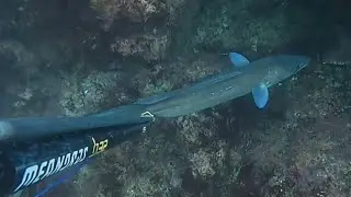 Pesca submarina en galicia ( fusil meandros b32 el terror de los sargos gallegos)#spearfishing 