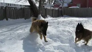 Dogs playing after 40 cms snow storm on March 24