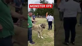 WAD 2023 L&Uuml;LEBURGAZ YARIŞMASI MONSTER EFE ŞAMPİYON #dog #kangal #bozshepherd #k&ouml;pek