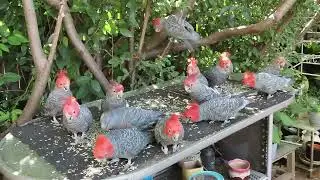 Gang-gang summer surprise: 19 GGs make a surprise visit, 12 January 2026.