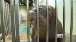 Ontario plans tougher laws to protect wildlife in zoos and aquariums