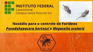 Nosódio para controle de forídeos