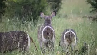 RHULANI MINUTE SAFARI - Waterbucks far from the water