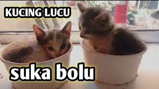 Baby cats sarapan pagi lucu sekali.