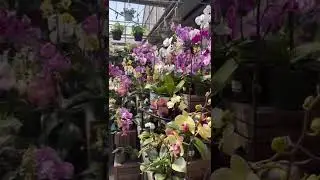 Stunning Orchids 😍💖ดอกกล้วยไม้สวยๆละลานตาไปหมด#orchids,#ดอกกล้วยไม้,#flower,#salisbury,#edmonton,