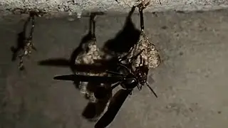 How The Thread-Waisted Wasp Protects Her Nest On A Thunderous Day/Natures Wildlife#viral