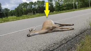 Dead Animal Deer Carcass Removal NJ Call (862) 658-2086 - New Jersey!? 2024
