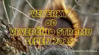 VEVERKY OD VEVERČ&Iacute;HO STROMU / LEDEN 2026